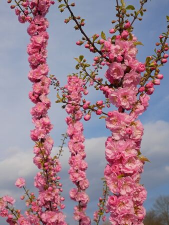 Cherry blossom in springtime.  Japanese Cherry shoots on a background of skyの写真素材