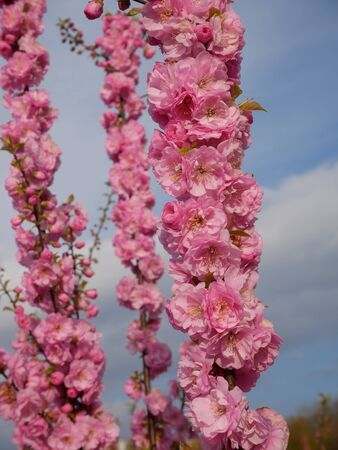 Abundant cherry blossom in springtime. Flowering Japanese Cherry shoots on a background of skyの写真素材