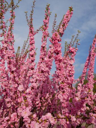 Many cherry shoots abundant pink blossoms against blue sky in springtimeの写真素材