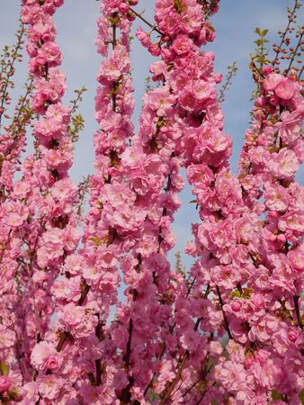 Abundant flowering Japanese Cherry tree shoots on a background of sky. Sakura in spring time, close-upの写真素材