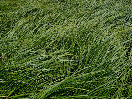 Sedge in summer, thick overgrown of tilted young green grass in meadow as background, close-up