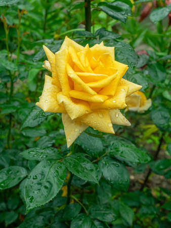 Single yellow rose wet flower on the flowerbed background, close-upの写真素材