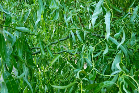 Curly twisted willow tree, or Corkscrew (Salix matsudana tortuosa), foliage growing rapidly in summertime, green floral background close-upの写真素材
