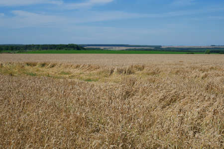 Wheat field rural landscape with yellowed ears, in the distance a green grass, forest and blue skyの写真素材