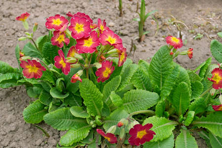 Primrose plant or Primula vulgaris in Latin blooms profusely in April on the ground in flower bed, rich purple petals and green leaves in bright sunlight, cultivated cultureの写真素材