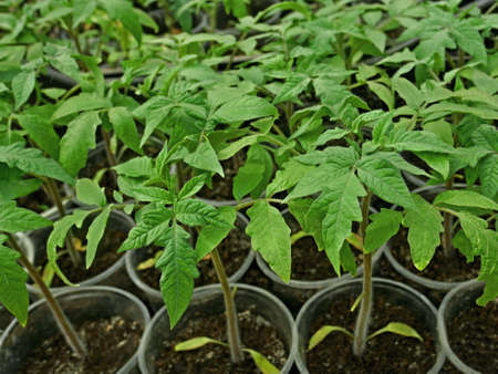 Many young green tomato seedlings growing in soil in plastic cups, plants before planting into the ground in springtimeの写真素材
