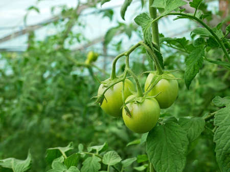 Group of green unripe tomatoes hanging and growing in film wooden greenhouse in summertimeの写真素材