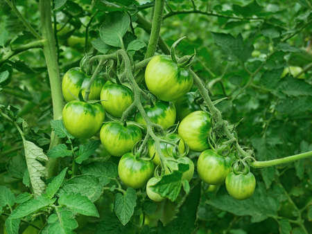 Green unripe tomato plants growing and ripening in greenhouse, close-upの写真素材