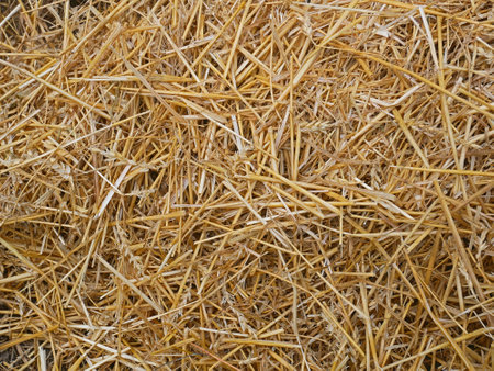 Background of wheat straw pile, remains after harvestingの写真素材