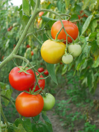 Juicy red and yellow tomato fruits ripening in greenhouse in summertimeの写真素材