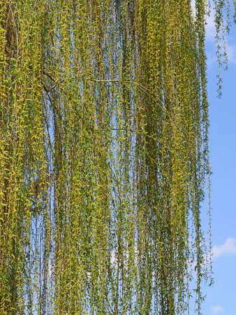 Weeping willow tree with long flexible twigs blooms profusely in mid-April, hanging flowering branches on background of blue sky in warm sunny dayの写真素材