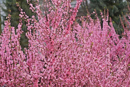 Sakura tree rapid flowering at mid-April, bright pink flowers background close-upの写真素材