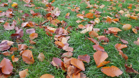 Fallen yellow and orange hornbeam l leaves on bright green grass in mid-November as background, close-upの写真素材