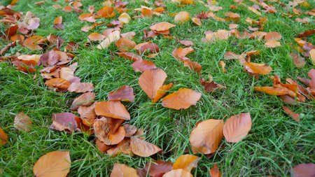 Fallen yellow and orange and reddish hornbeam leaves on bright green grass in late November as background, close-upの写真素材