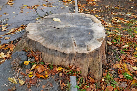 Huge stump without bark left from a tree that grew between the sidewalk and the lawn and a lot of fallen mistletoe around, autumn timeの写真素材