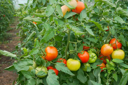 Many bunches with ripe red and unripe green tomatoes that growing in film greenhouse, perspective and close-upの写真素材