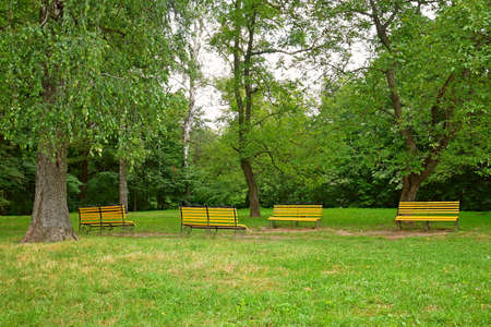 Four yellow wooden benches on a wide spacious green lawn of a city park among tall trees in a fine summer dayの写真素材