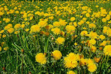 Lots of flowering dandelion (in Latin: Taraxacum officinale) on meadow in spring sunny day early May, close-upの写真素材