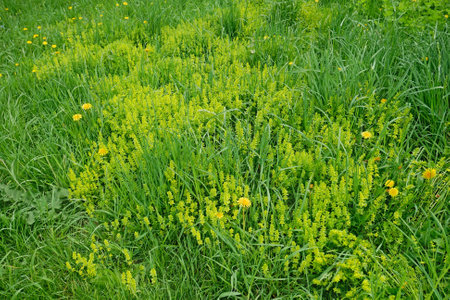 Green grass and lots of flowering dandelion and other blooming plants on meadow in sunny day early May, close-upの写真素材