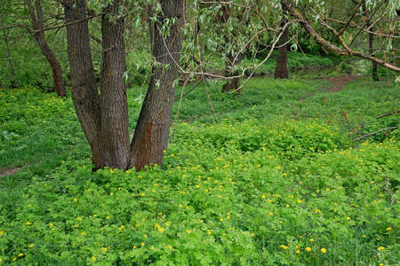 Willow tree with a triple trunk grows on a lawn with many flowering celandine and others plants near the river in springtimeの写真素材