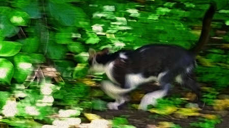Black and white young cat running among green grass in sunny summer day, blurred saturated artwork from photoの写真素材