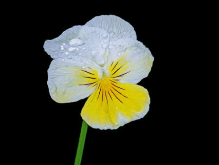 Violet (Viola) wet flower with white and yellow petals on a black background, artistic edited patternの写真素材