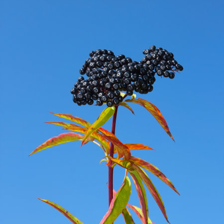 One-year wild herbaceous elder top with ripe berries against a blue sky. Perennial herb with creeping rhizome. Latin name: Sambucus ebulus, family: Caprifoliaceae. Artistic patternの写真素材