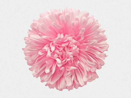 Delicate light pink asters flower isolated on the white backgroundの写真素材