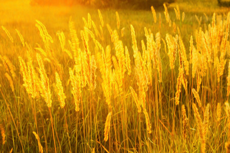 High meadow grass in the bright backlighting of setting sun as a textureの写真素材