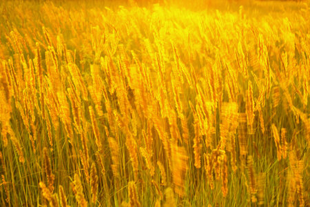 High meadow grass in the bright setting sun backlighting as a artistic textured illustrationの写真素材