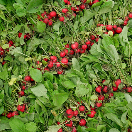 Ripe radish roots on a heap, diagonal rows of plucked fresh radishes plants, first harvest in greenhouse in springtimeの写真素材