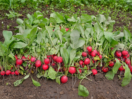 A lot of ripe radish roots on a heap, plucked fresh radishes plants as background, first harvest in greenhouse in springtimeの写真素材