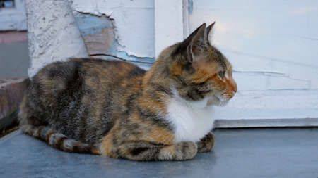 Tabby and white beautiful kitten sitting on still surface near the wall of abandoned house outdoorの写真素材