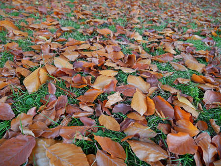 Fresh orange falling leaves of black beech on the green grass on lawn in autumnの写真素材