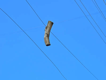 Detail of a dried wooden branch hanging on a wire on a background of blue cloudless skyの写真素材