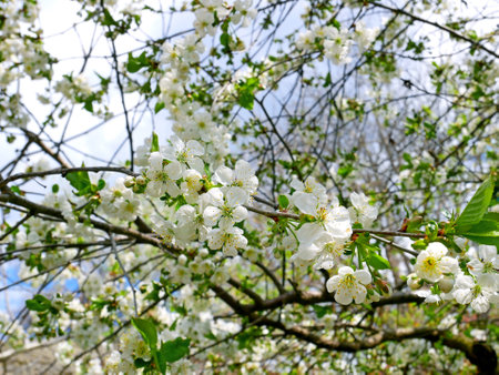 Cherry tree with white flowers blossoming in springtime, closeup, backgroundの写真素材