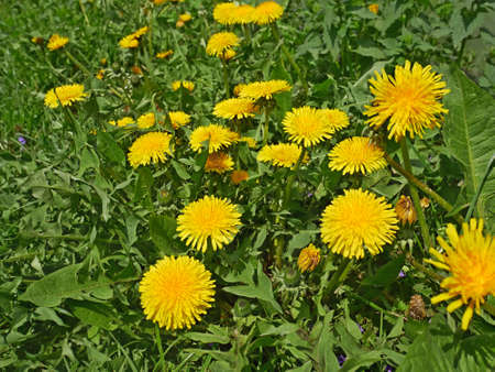 Many dandelion (in Latin: Taraxacum officinale) flowering on meadow in early May, close-upの写真素材