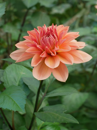 Flowering Dahlia (or Georgina) of terracotta color in the flowerbed in autumn seasonの写真素材
