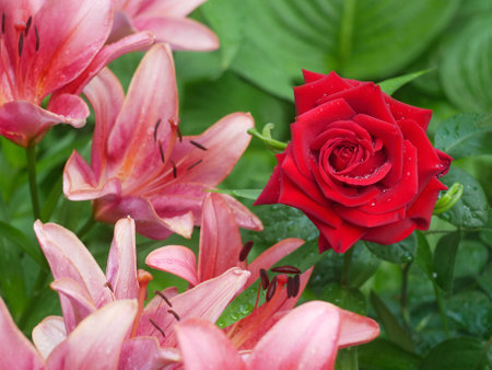 Beautiful wet red Rose flower and pink Lily flowers in the flowerbed among lush green leaves of Hosta after the rain in July. The natural summer background. The natural environmentの写真素材