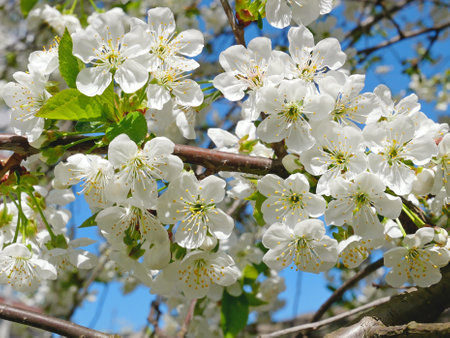 Blossoming cherry tree in springtime on the background of blue sky, close-upの写真素材