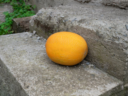 Big yellow melon with orange tint on the old weathered concrete steps outdoors, close-upの写真素材