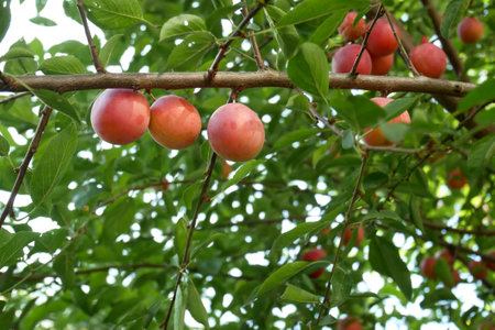 Ripe Cherry plum fruits hanging on branches of tree, lots of green leaves on backgroundの写真素材