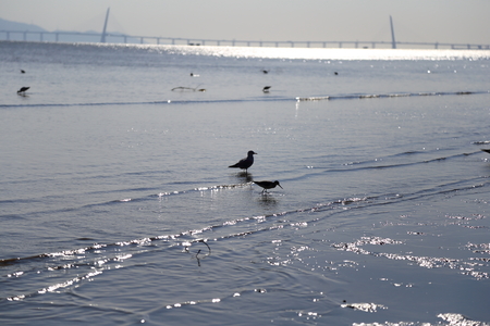 Birds by the seaの写真素材