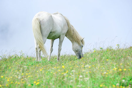 White horse grazing in a meadow with yellow flowers on a cloudy dayの写真素材