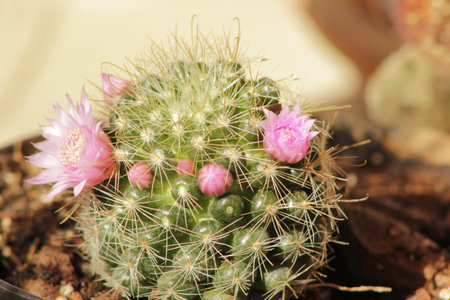 mammilaria, cactus, flowers, pink, flower, flora, greenの写真素材