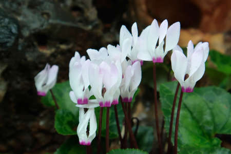 Pink and white flowers of the cyclamen in the parkの写真素材