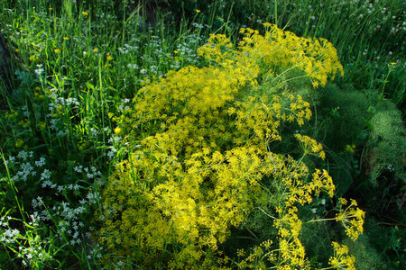 wild flowers in the park. beautiful wild flowers.