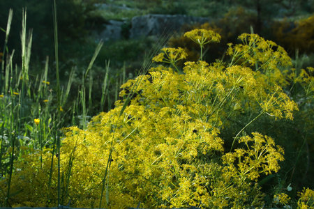 wild flowers in the park. beautiful wild flowers.