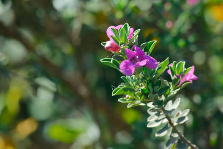 Beautiful flowers in the park.の写真素材