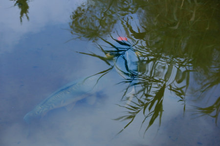 Koi fish in the pond.の写真素材